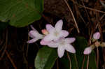 Trailing arbutus